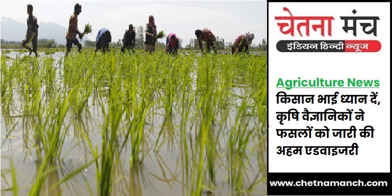 Agriculture News : किसान भाई ध्‍यान दें, कृषि वैज्ञानिकों ने फसलों के लिए जारी की अहम एडवाइजरी