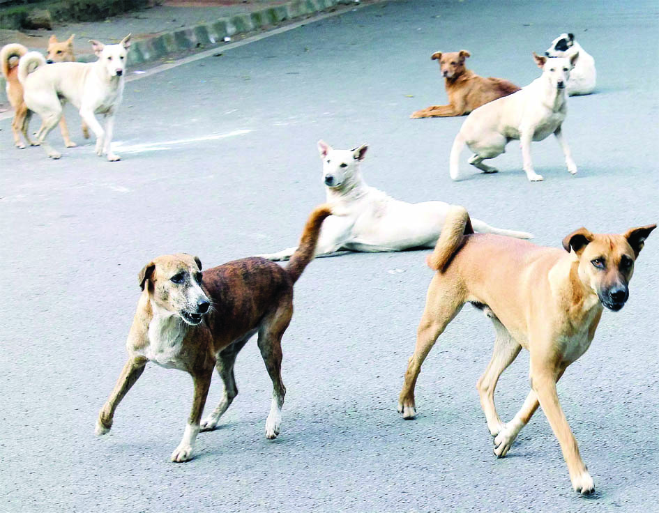 Supreme Court : आवारा कुत्तों को खिलाने के लिए गोद लेने संबंधी टिप्पणी पर न्यायालय ने लगाई रोक