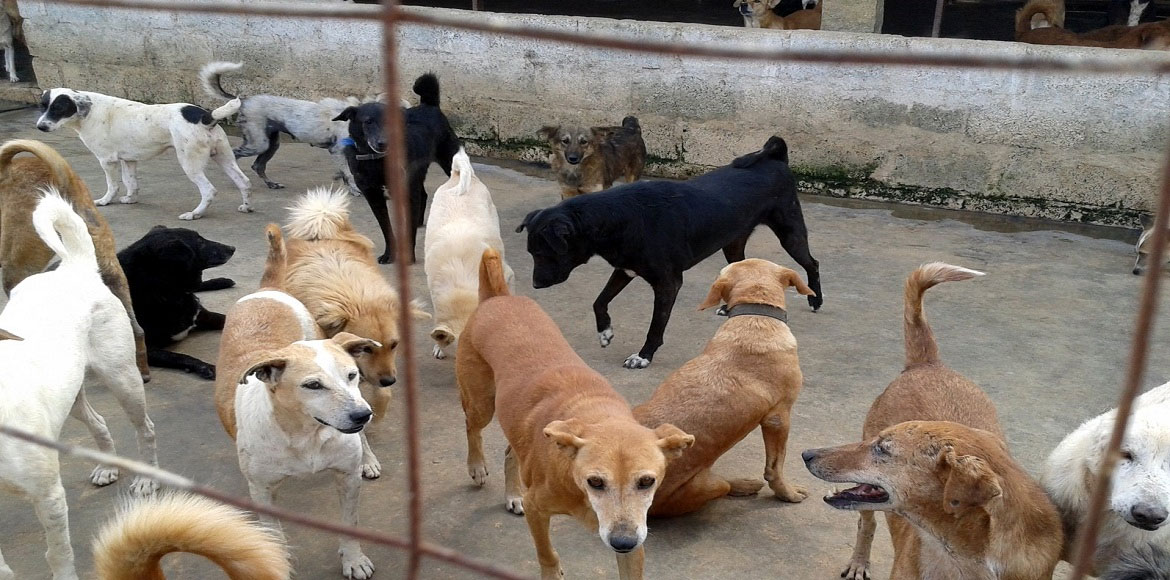 Greater Noida News : पालतू कुत्ते को पटटे से बांधकर रखें, मुंह मॉस्क से ढकें