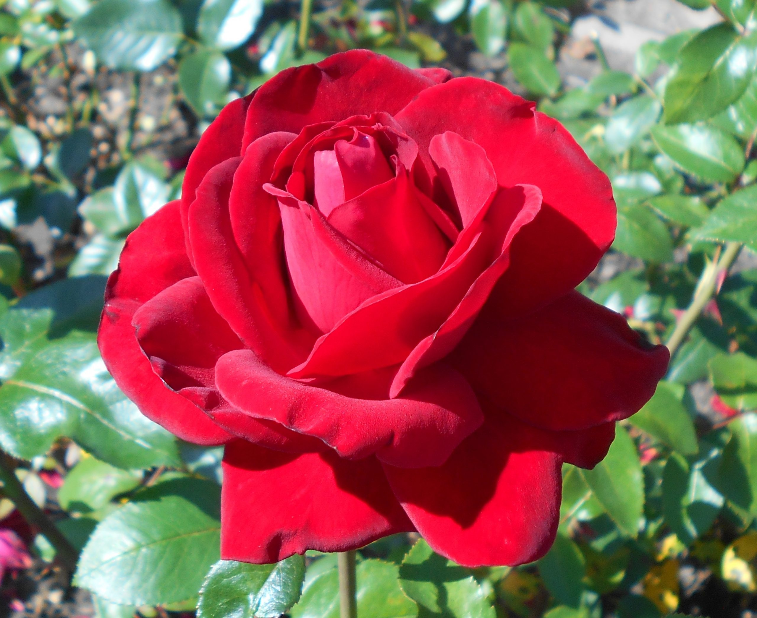 Health : गुलाब का फूल दिखने में खूबसूरत ही नहीं, सेहत के लिए भी है फायदेमंद…….