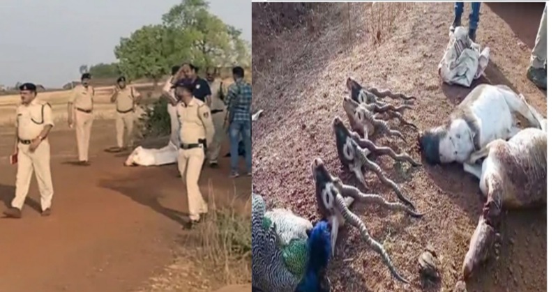 Madhya Pradesh- काले हिरण के शिकारियों और पुलिस के मुठभेड़ में तीन पुलिसकर्मियों की मौत