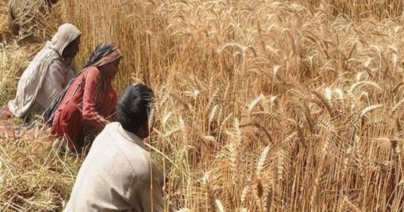 Wheat Export- भारत में गेहूं निर्यात पर सशर्त प्रतिबंध, इस वजह से सरकार को लेना पड़ा है फैसला