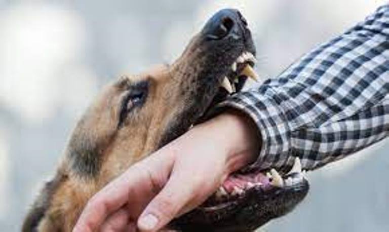 Noida News : कुत्ते के काटने पर पहली बार लगा 10 हजार रूपये का जुर्माना