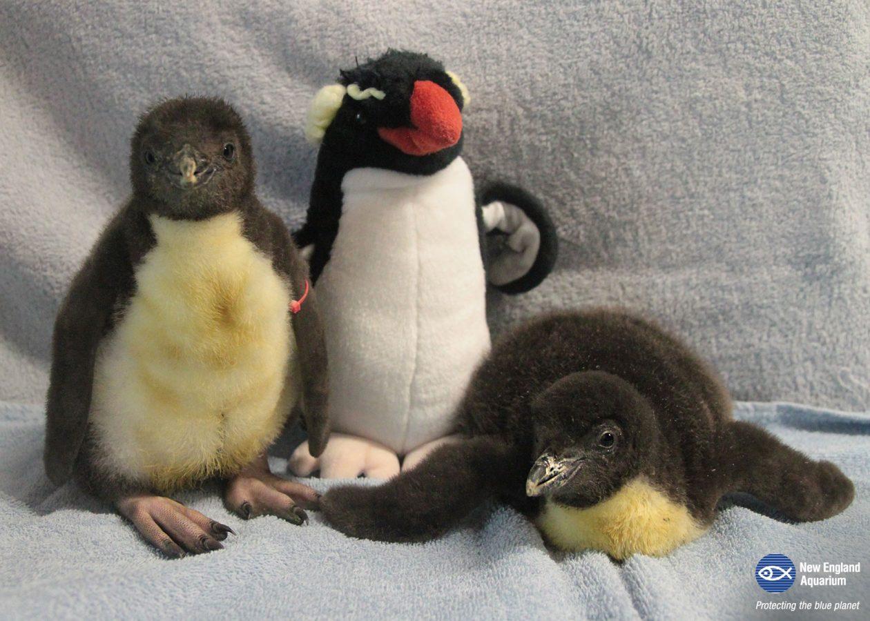 Mumbai News : बीएमसी ने भायखला चिड़ियाघर में तीन पेंगुइन चूजों का नामकरण किया