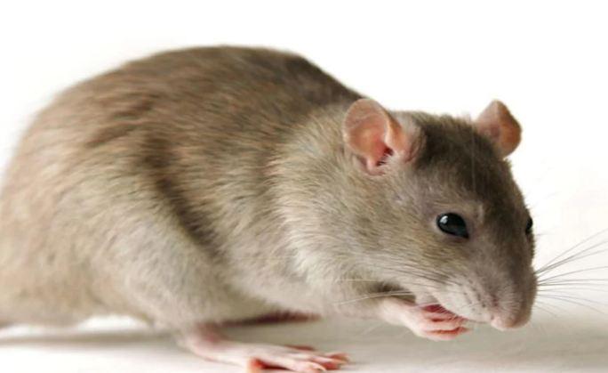 Uttar pradesh: फॉरेंसिक परीक्षण में चूहे की मौत का कारण ‘फेफड़े का संक्रमण’ निकला