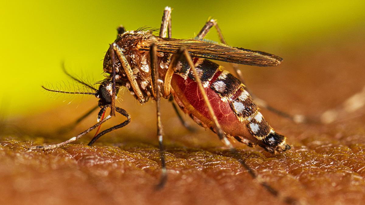 Dengue Cases in Delhi : दिल्ली में इस साल डेंगू के 3300 से अधिक मामने सामने आये