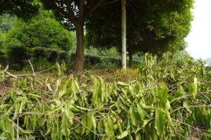 Condition of Gautam Buddha University