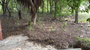 Condition of Gautam Buddha University