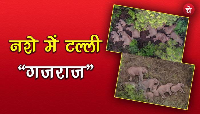 Ajab Gajab: ओडिशा के जंगल में 24 हाथियों ने पी ली शराब, फिर जो हुआ…