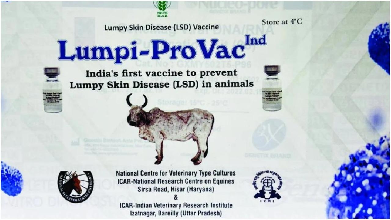 Lumpy virus vaccine : उत्तर प्रदेश में मवेशियों को लंपी वायरस रोधी टीके की 1.58 करोड़ खुराक दी गई