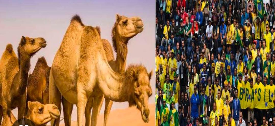 Camel flu : फीफा वर्ल्ड कप पर मंडराया ‘कैमल फ़्लू’ का खतरा