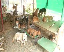 Shelter Home for Dogs
