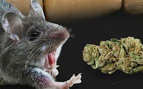 Rats ate marijuana