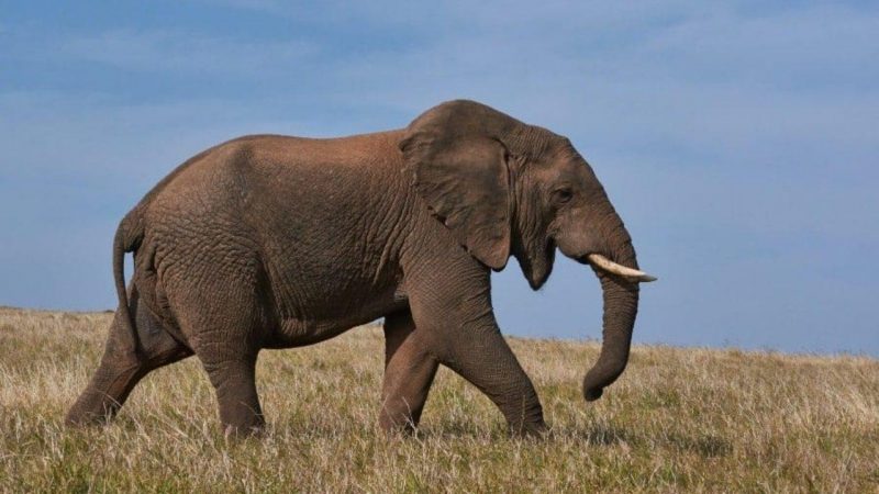 बड़ा सवाल : क्या हाथी की सवारी करेगा ठाकुर समाज, पूरा विश्लेषण