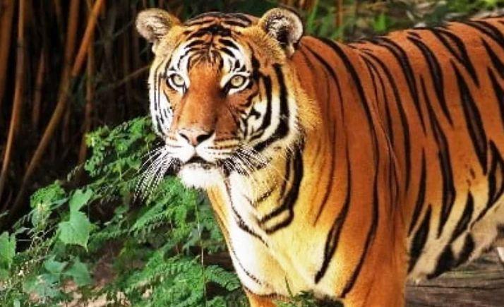MP News मप्र के बालाघाट में बाघ के हमले में महिला की मौत