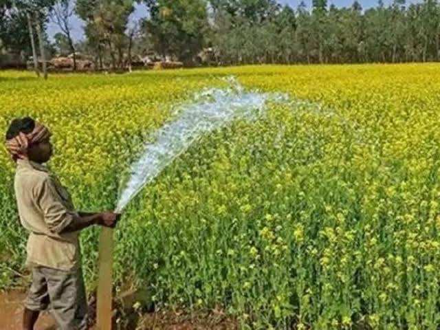 Agricultural Tips : खेती और किसान: सरसों की खेती में पाले का प्रबंधन