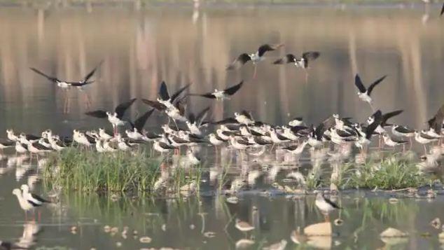 Migratory Birds त्रिपुरा में प्रवासी पक्षियों की नयी प्रजातियां दिखीं