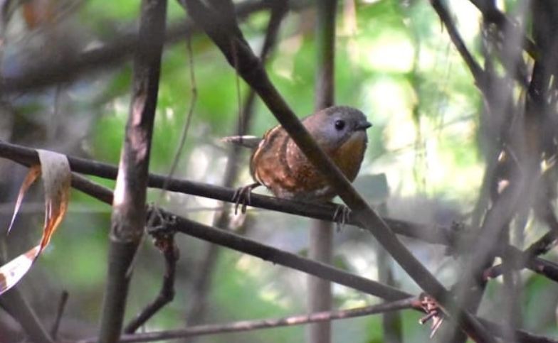 Wren Babbler: सुदूर अरुणाचल में अध्ययनकर्ताओं को मिला दुर्लभ गवैया पक्षी