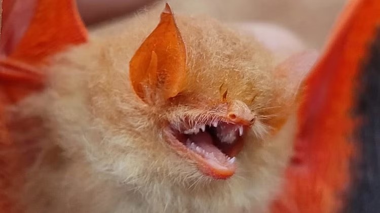 Rare Bats : छत्तीसगढ़ के कांगेर घाटी राष्ट्रीय उद्यान में मिला दुर्लभ नारंगी रंग का चमगादड़