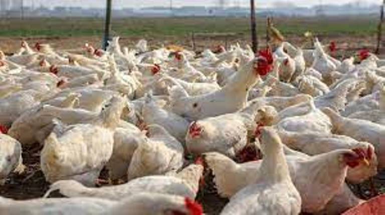 Bird Flue 2023 : केरल  में बर्ड फ्लू का  कहर , 1800 मुर्गियों की मौत