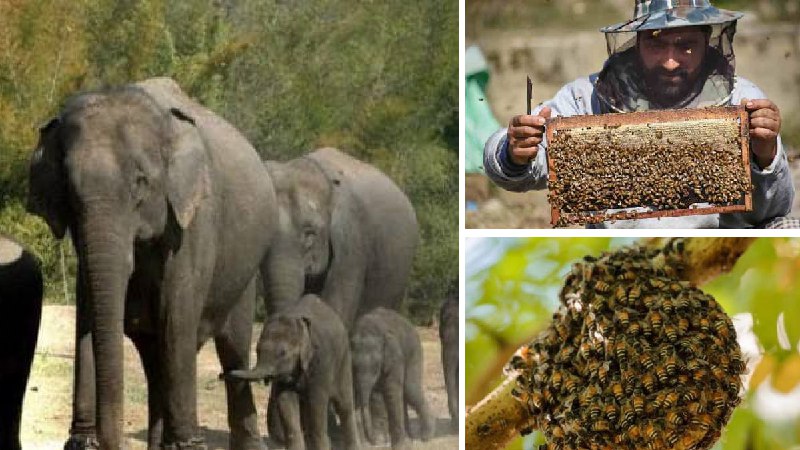 MP News : हाथियों को भगाएगी मधुमक्खियों की फौज, मध्य प्रदेश सरकार ने बनाई योजना