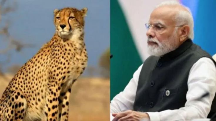 African Tiger : 12 चीतों के MP आने से भारत की वन्यजीव विविधता को बढ़ावा मिला : मोदी