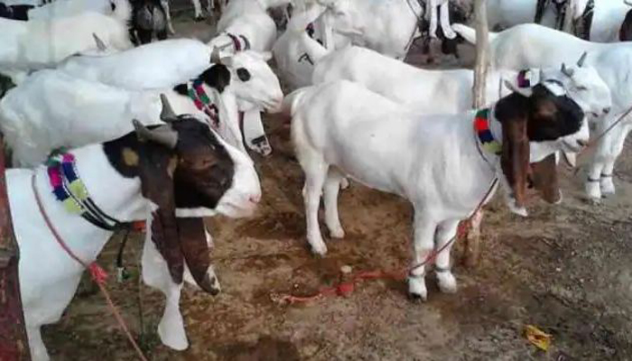 Jammu and Kashmir में दिया जाएगा बकरे के मांस की बि​क्री को बढ़ावा, 329 करोड़ रुपये की परियोजना को मंजूरी