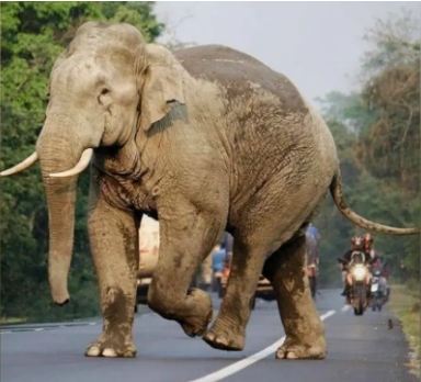 कातिल हाथी: 12 दिनों में 16 को मार डाला