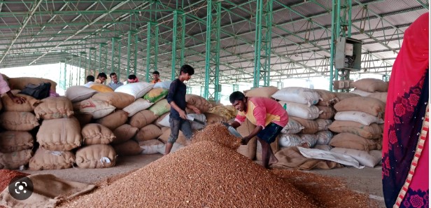 FCI: FCI sold 8.88 lakh tonnes of wheat to bulk consumers on the first day of e-auction