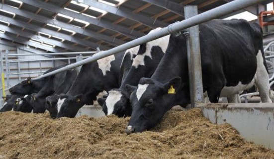 Animal Feed Price: Due to the increase in the price of animal feed, the price of milk increased