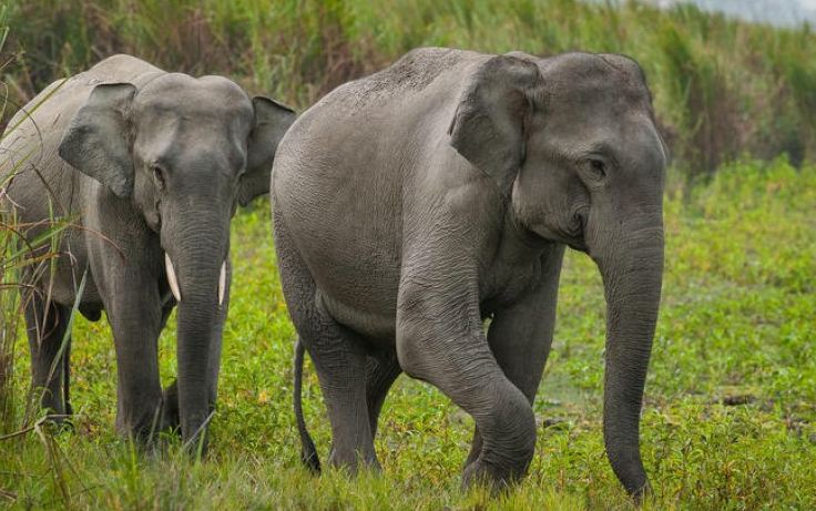 Elephant Hunting: देश में रुक नहीं रहा हाथियों पर वार, 2022 में 9 हाथी बने शिकार