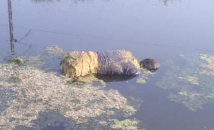 UP News : गंगा नदी में तैरता मिला लापता असिस्टेंट मैनेजर का शव