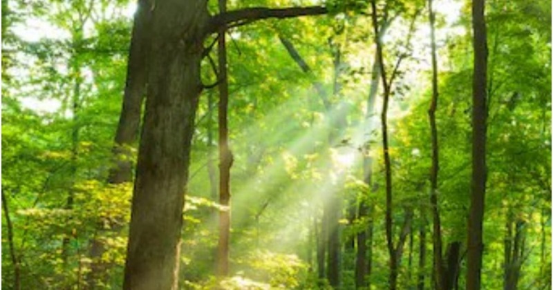 World Forest Day – विश्व वानिकी दिवस 2023: इतिहास एवं महत्व