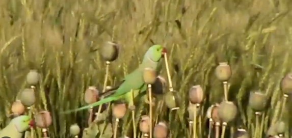MP News: Parrot addicts ruined opium crop