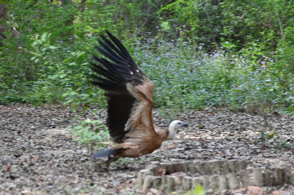 Kanpur Zoo News: Three Himalayan vultures freed from Kanpur Zoo after 78 days