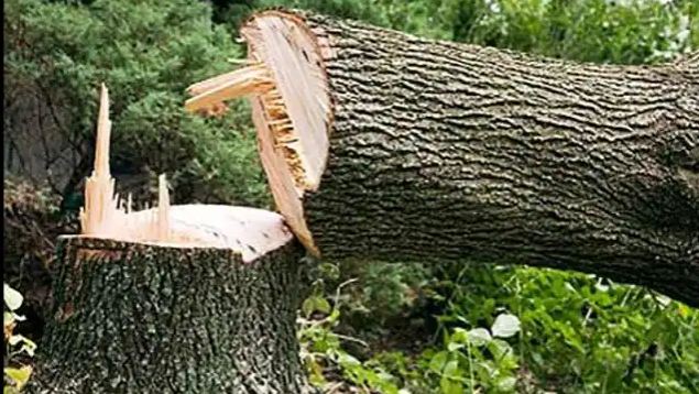 Jewar News : जिस पेड़ को काट रहा था मजूदर, उसी ने ले ली जान