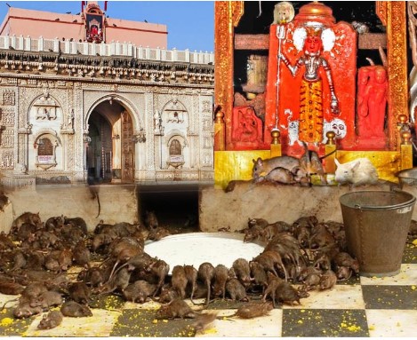 Karni Mata Temple