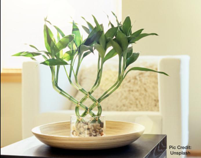 Plants with Positive Energy : पाजिटिव एनर्जी के लिए घर में जरूर लगाएं ये पौधे