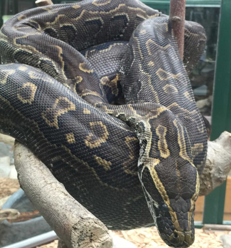 Chennai Zoo: 2 Pythons being brought from Chennai Zoo to Kanpur died of heat stroke