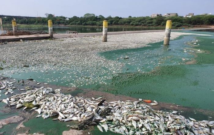 Aurangabad : नांदेड़ में गोदावरी के तट पर मृत मिलीं लाखों मछलियां