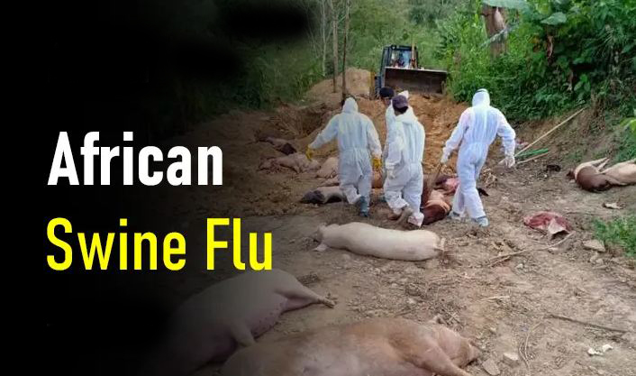 अफ्रीकन स्वाइन फ्लू की दस्तक, 117 सूअरों की मौत African Swine Flu