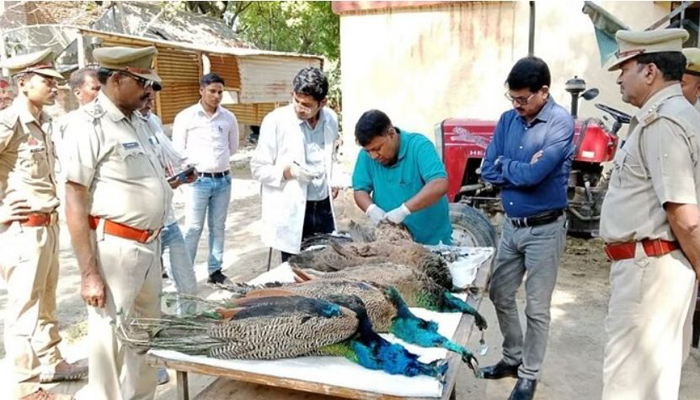 UP News : हरदोई में 5 राष्ट्रीय पक्षी मोर की मौत, खेत में मिले शव
