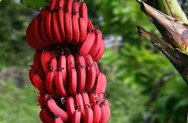 Super Food : लाल केला हमारी सेहत के लिये है रामबाण,कैंसर से बचाता है ये केला
