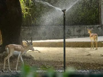 Kanpur Zoo: