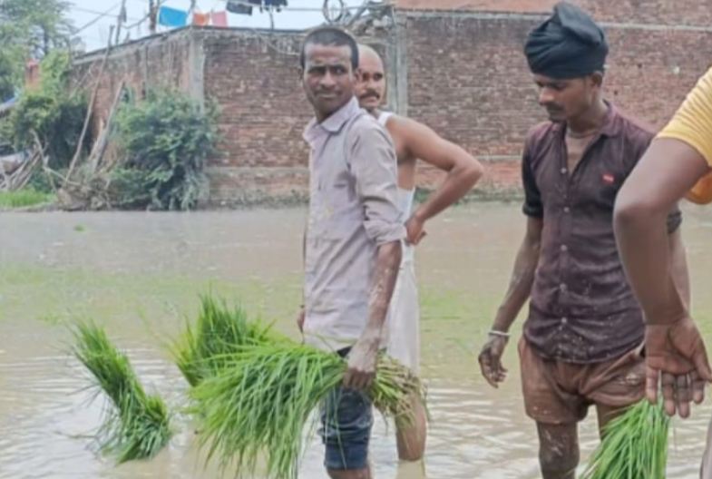 धान की रोपाई कर रहे किसानों ने चेतना मंच से साझा किया अपना दर्द, ‘वें’ बर्बाद कर रहे हैं … UP News