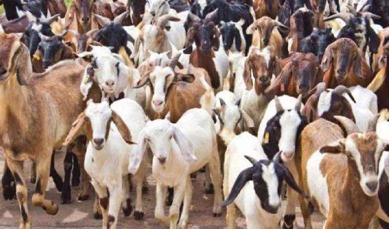 Greater Noida : देखभाल के लिए रखी 80 बकरी और 3 बीमार गाय चोरी