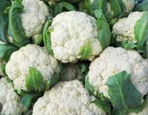 Cauliflower Cultivation