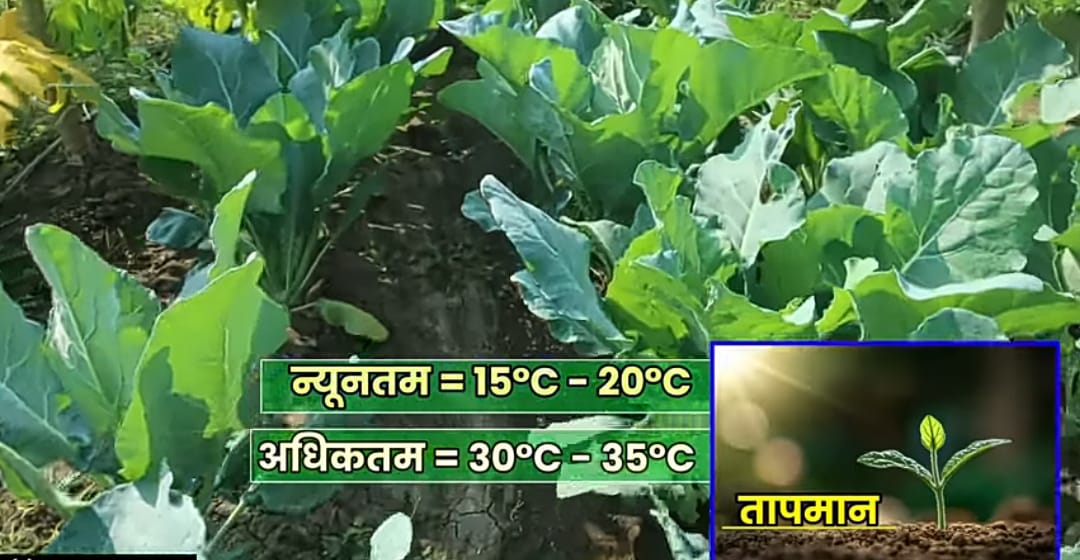 Cauliflower Cultivation