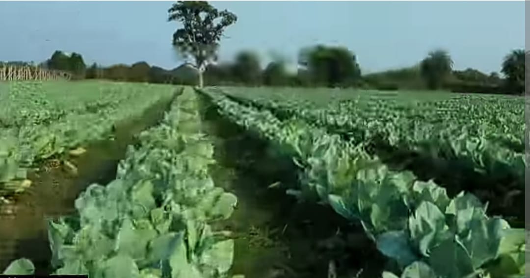 Cauliflower Cultivation