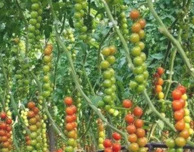 Ghaziabad Tomato News